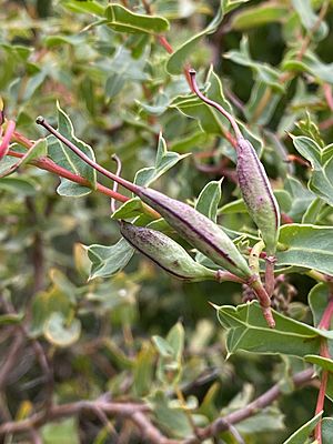 Grevillea maccutcheonii growing in Bowral NSW