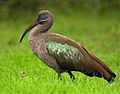 Hadeda Ibis Portrait, crop