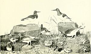 Handbook and guide to the British birds on exhibition in the Lord Derby Natural History Museum, Liverpool (1914) (14564370737)