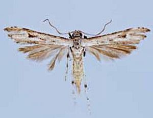 Hellinsia nephogenes.JPG