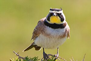 Horned Lark in Grasslands west of Dunefield (50365583661).jpg