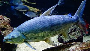 Hydrocynus goliath - Poisson-chien - Aqua porte Dorée 06.JPG