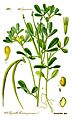 Illustration Trigonella foenum-graecum0 clean