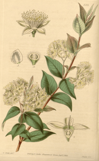 Illustration of a single B.Myrtifolia stem