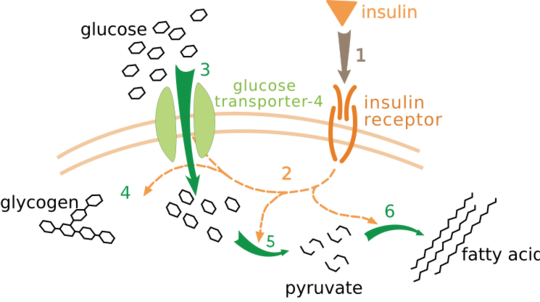 Insulin glucose metabolism ZP