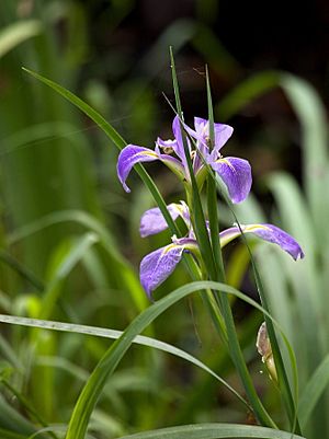 Iris hexagona (16828921605)