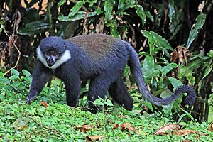 L'Hoest's monkey (Cercopithecus lhoesti)