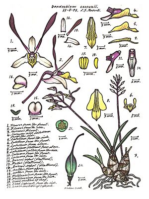 LR020 72dpi Dendrobium carronii
