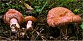 Lactarius torminosus 29110