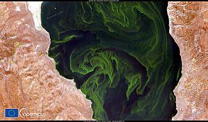 Lake Pyramid algal bloom (Copernicus)
