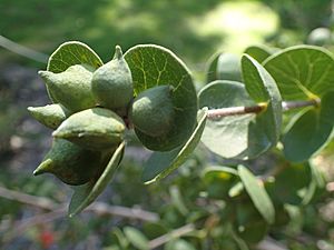Lambertia orbifolia fruit