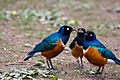 Lamprotornis superbus -Wilhelma Zoo, Stuttgart, Germany -family-8a