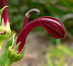 Lobelia polyphylla 3.jpg