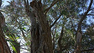 M.citrina mature trunk and bark