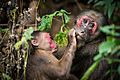 Macaca arctoides, Stump-tailed macaque - Kaeng Krachan National Park (23274848523)