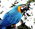 Macaw parrot sitting on a tree branch 