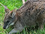Macropus-parma-parma-wallaby