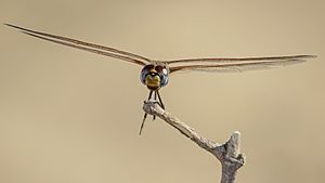 Male Common Glider face (17068781047)
