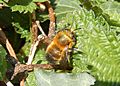 Male Hairy-Footed Flower Bee Anthophora plumipes GT