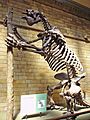 Megatherium americanum Skeleton NHM