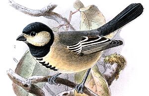 Melaniparus thruppi Keulemans (cropped).jpg