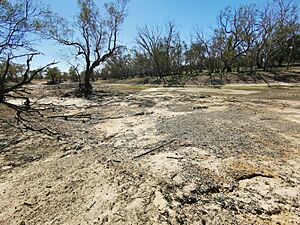Moonie River was just a puddle near 4086 Gundabloui Road in Collarenebri, New South Wales in April 2019