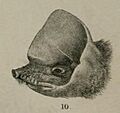Mormopterus kalinowskii illustration
