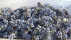 Mthomebrew grapes from harvest