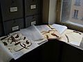 Nepenthes herbarium specimens