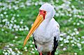Nimmersatt (Mycteria ibis)- Weltvogelpark Walsrode 2011