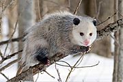 Opossum 1 cropped