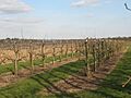 Orchard at East Malling - geograph.org.uk - 1228239