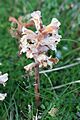 Orobanche minor-02 (xndr)