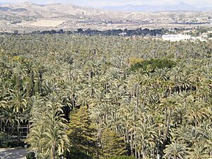 Palmeral de Elche 07