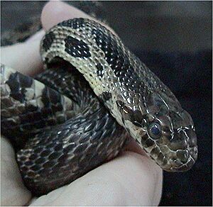 Pantherophis vulpina