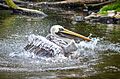 Pelecanus thagus (Peruvian Pelican - Chile-Pelikan) - Weltvogelpark Walsrode 2012-02 cropped