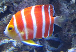 Peppermint Angelfish (Paracentropyge boylei), Waikiki Acquarium.JPG