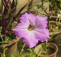 Petunia axillaris-Purple Petunia