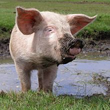 Piglet with a muddy snout