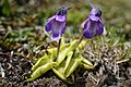 Pinguicula vulgaris (29068100938)