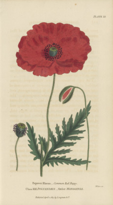 Plate 13 Papaver rhoeas Conversations on Botany-1st editionf