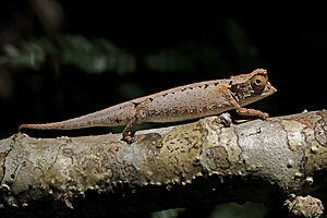 Plated leaf chameleon (Brookesia stumpffi) Lokobe.jpg