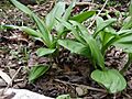 Platyphyllum