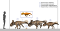 Protoceratopsidae size comparison