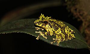 Pseudophilautus schmarda.jpg