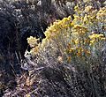 Rabbitbrush
