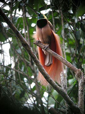 Raggiana Bird-of-Paradise wild 5