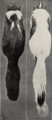 Revision of the skunks of the genus Chincha (1901) pl. 1 M. m. elongata