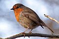 Robin, Leighton Moss January 2009