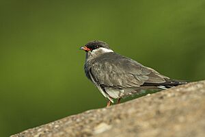 Rock Pratincole (Glareola nuchalis).jpg